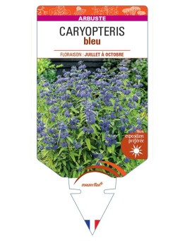 CARYOPTERIS (bleu)