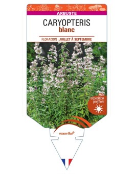 CARYOPTERIS BLANC