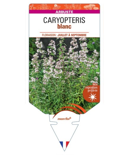 CARYOPTERIS BLANC