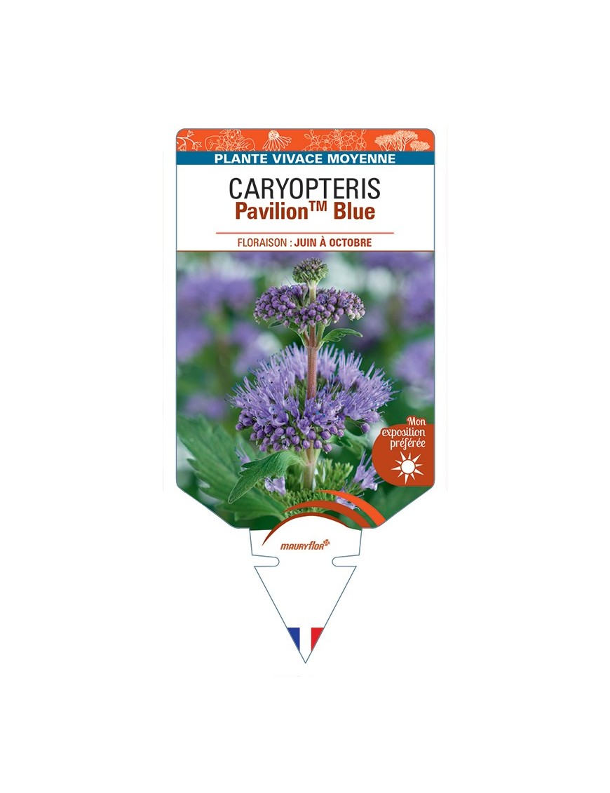 CARYOPTERIS PavilionTM Blue