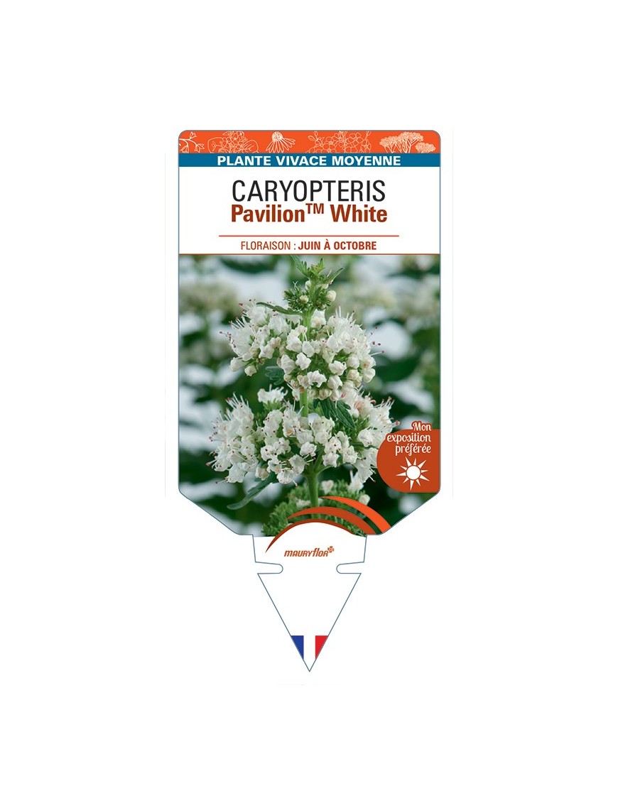 CARYOPTERIS PavilionTM White