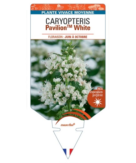 CARYOPTERIS PavilionTM White