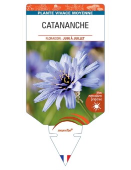 CATANANCHE (caerulea bleu)