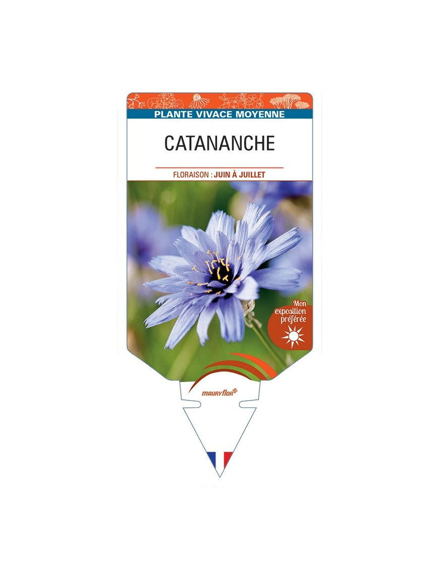 CATANANCHE (caerulea bleu)