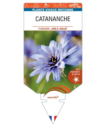 CATANANCHE (caerulea bleu)