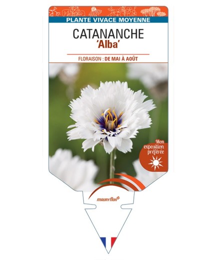 CATANANCHE (caerulea) Alba