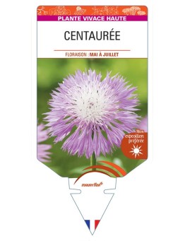 CENTAUREA (dealbata rose)