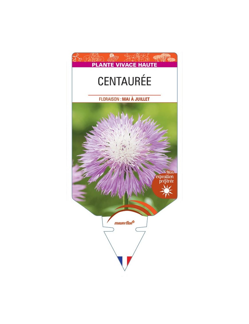 CENTAUREA (dealbata rose)
