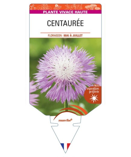 CENTAUREA (dealbata rose)