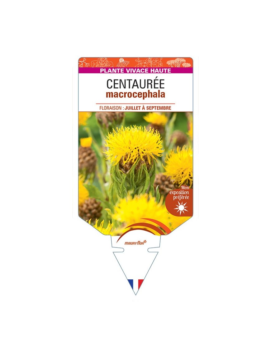 CENTAUREA MACROCEPHALA (jaune)