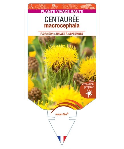 CENTAUREA MACROCEPHALA (jaune)