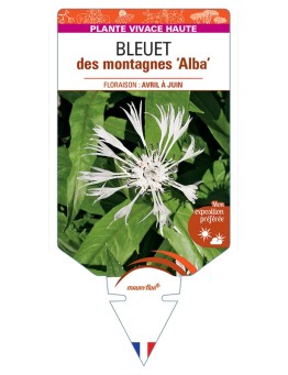 CENTAUREA montana Alba voir Bleuet des montagnes
