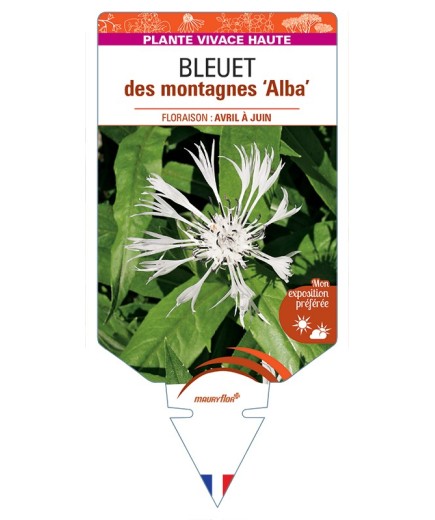 CENTAUREA montana Alba voir Bleuet des montagnes