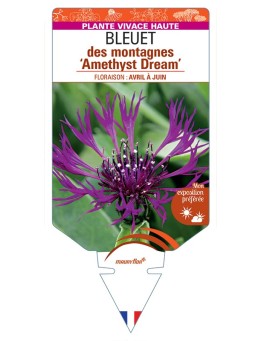 CENTAUREA montana Amethyst Dream voir Bleuet des montagnes