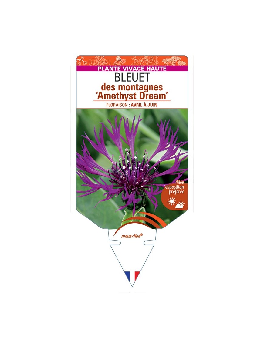 CENTAUREA montana Amethyst Dream voir Bleuet des montagnes