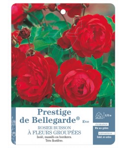‘Prestige de Bellegarde®’ Eve
