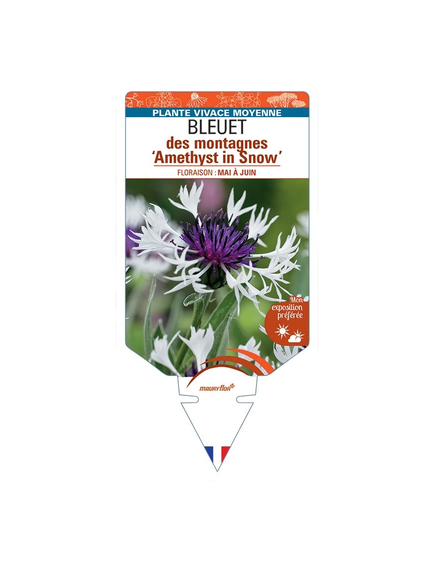 CENTAUREA montana Amethyst in Snow voir Bleuet des montagnes