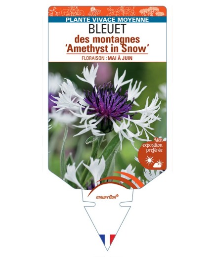 CENTAUREA montana Amethyst in Snow voir Bleuet des montagnes