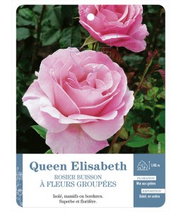 ‘Queen Elisabeth’