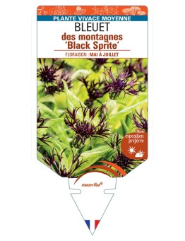 CENTAUREA montana Black Sprite voir Bleuet des montagnes