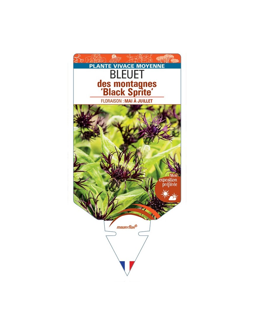 CENTAUREA montana Black Sprite voir Bleuet des montagnes
