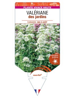 CENTRANTHUS ruber (blanc) voir Valériane des jardins