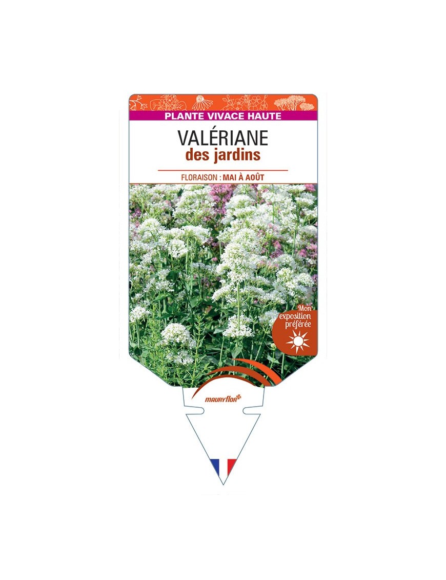 CENTRANTHUS ruber (blanc) voir Valériane des jardins