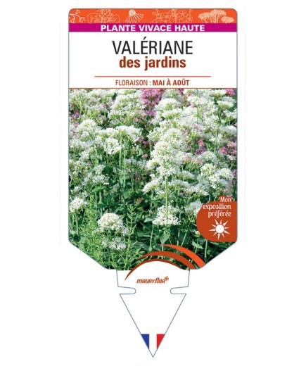 CENTRANTHUS ruber (blanc) voir Valériane des jardins