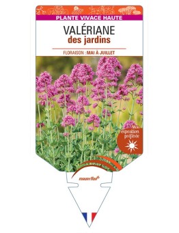 CENTRANTHUS ruber (rose)  voir Valériane des jardins