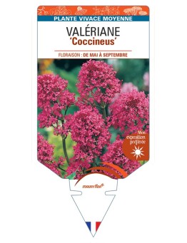 CENTRANTHUS ruber Coccineus voir Valériane