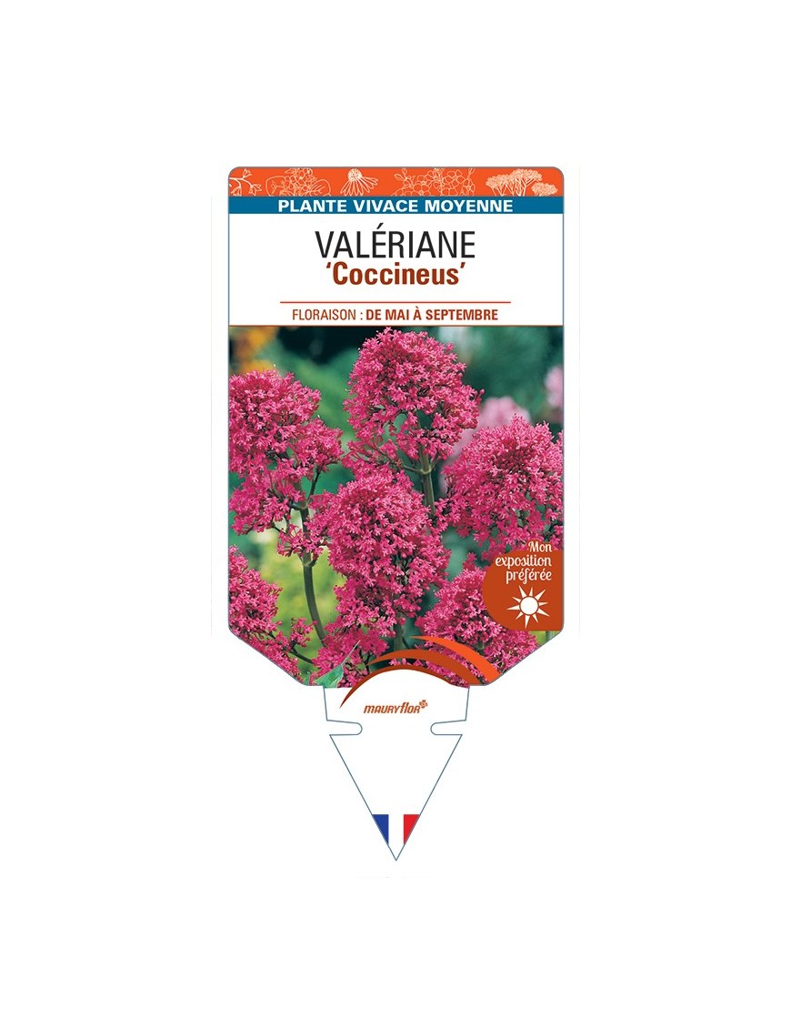 CENTRANTHUS ruber Coccineus voir Valériane