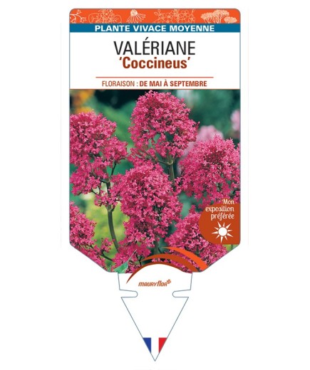 CENTRANTHUS ruber Coccineus voir Valériane