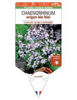 CHAENORHINUM origan Bin bini