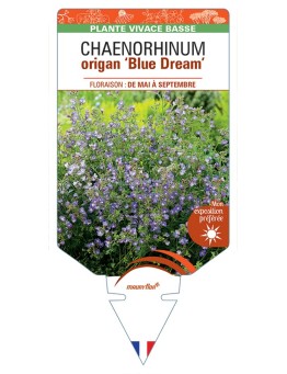 CHAENORHINUM origan Blue Dream