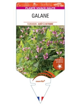 CHELONE OBLIQUA voir Galane (rose)