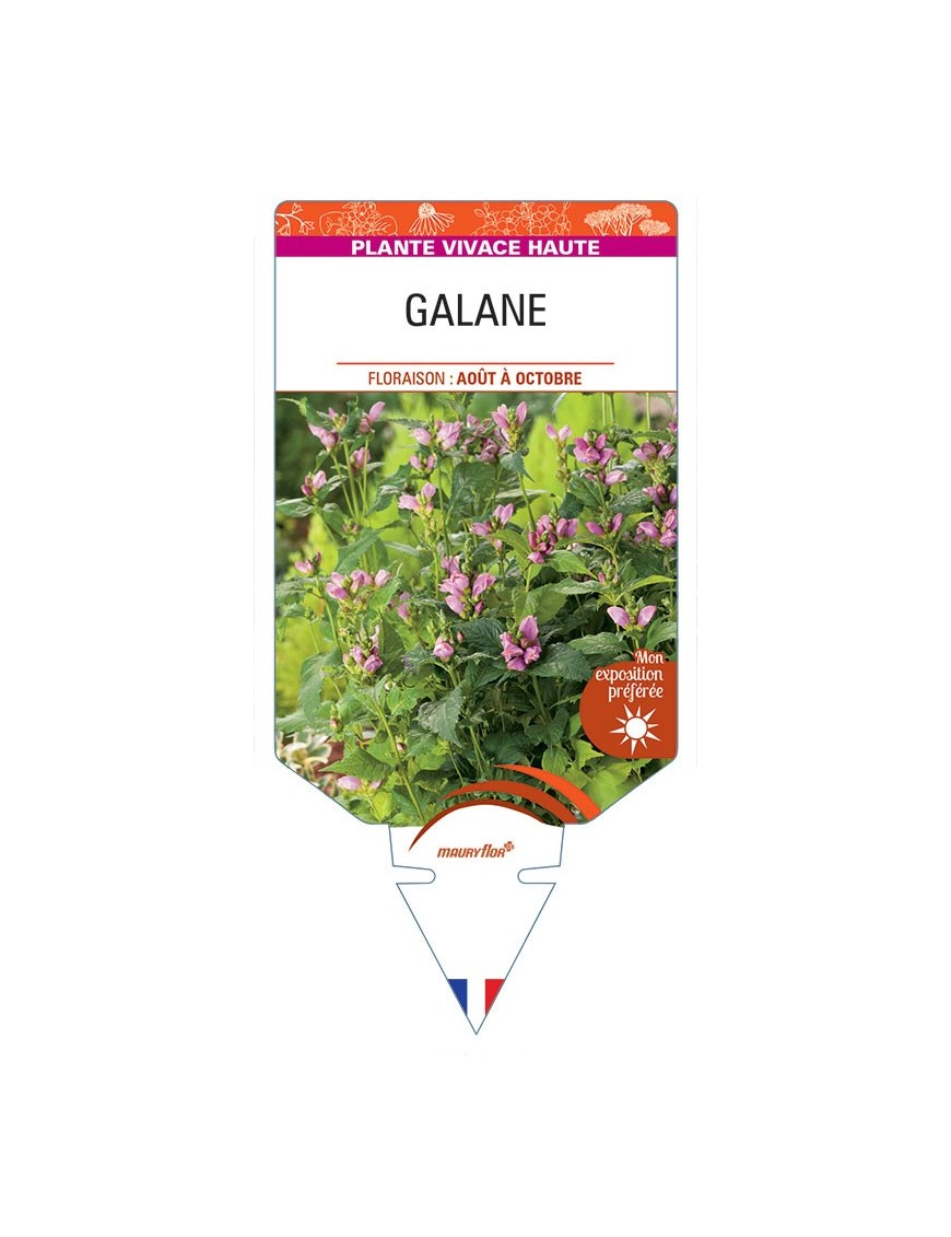 CHELONE OBLIQUA voir Galane (rose)