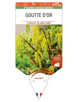 CHIASTOPHYLLUM opposotifolium voir Goutte d'Or