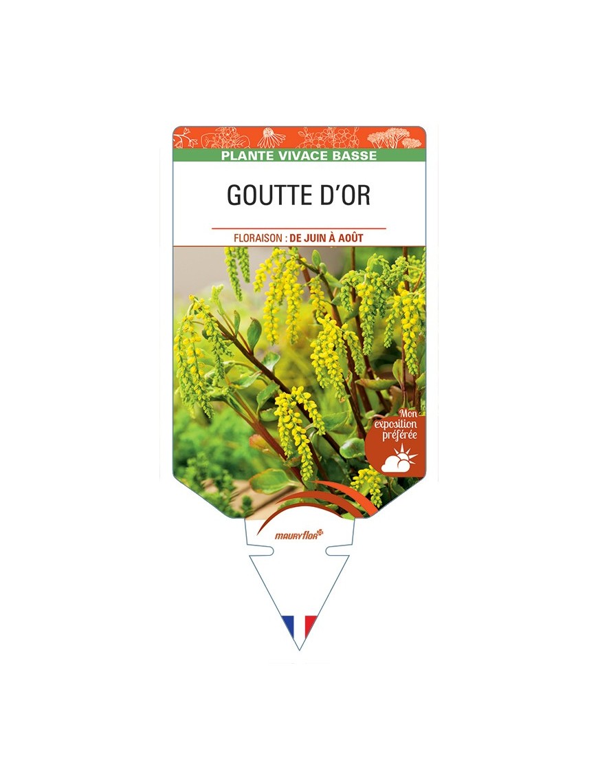 CHIASTOPHYLLUM opposotifolium voir Goutte d'Or