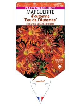 CHRYSANTHEMUM Feu de l'Automne voir Marguerite d’automne