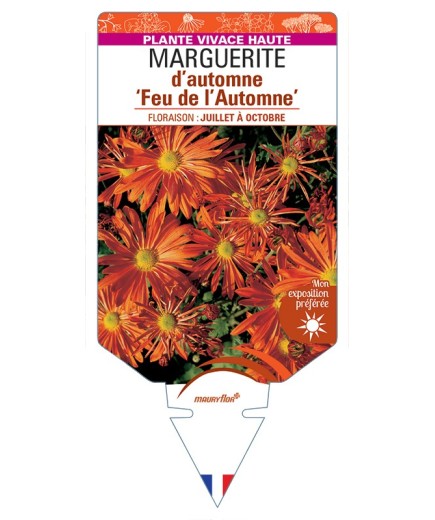 CHRYSANTHEMUM Feu de l'Automne voir Marguerite d’automne