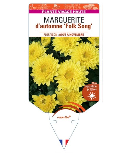 CHRYSANTHEMUM Folk Song voir Marguerite d’automne