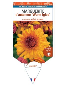 CHRYSANTHEMUM IGLOO WARM IGLOO Warm Yoigloo voir Marguerite d’automne