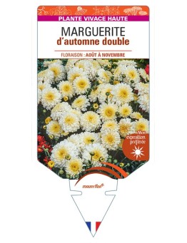 CHRYSANTHEMUM RUBELLUM voir Marguerite d’automne double (blanc)