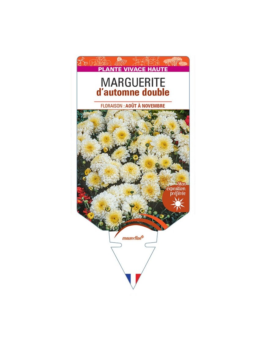CHRYSANTHEMUM RUBELLUM voir Marguerite d’automne double (blanc)