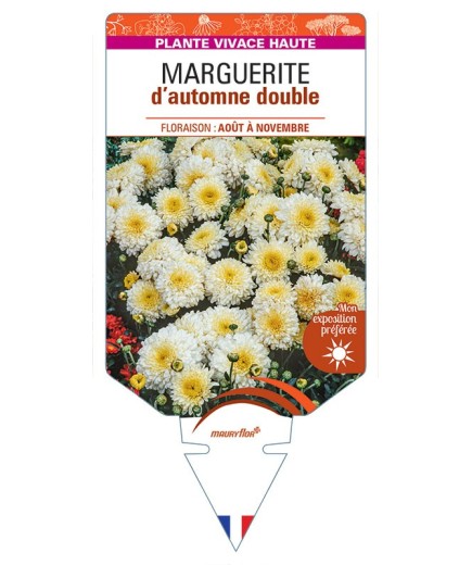 CHRYSANTHEMUM RUBELLUM voir Marguerite d’automne double (blanc)