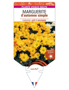 CHRYSANTHEMUM RUBELLUM voir Marguerite d’automne simple (jaune)