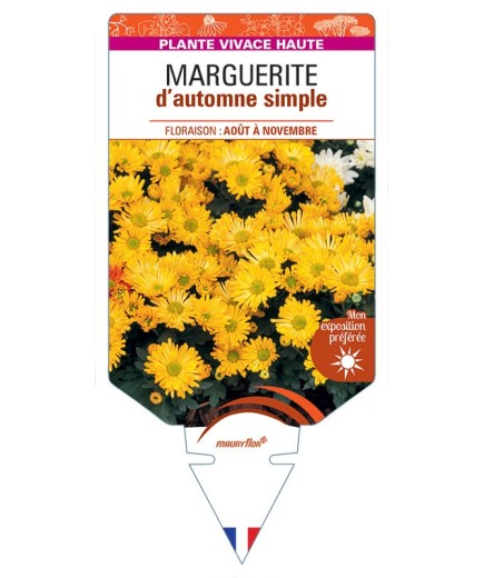 CHRYSANTHEMUM RUBELLUM voir Marguerite d’automne simple (jaune)