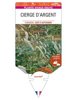 CIMICIFUGA ACERINA voir Cierge d'argent (blanc)