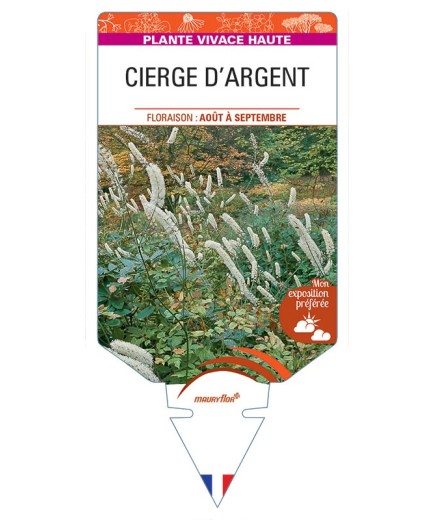CIMICIFUGA ACERINA voir Cierge d'argent (blanc)