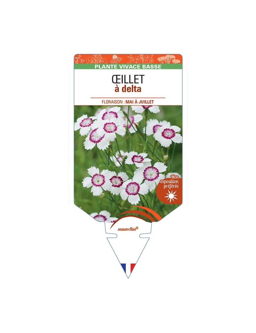 DIANTHUS deltoides voir ŒILLET A DELTA  (blanc et rose)